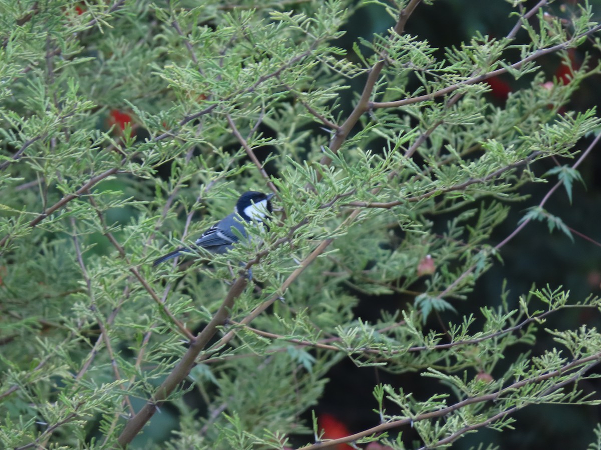 Cinereous Tit - Mittal Gala