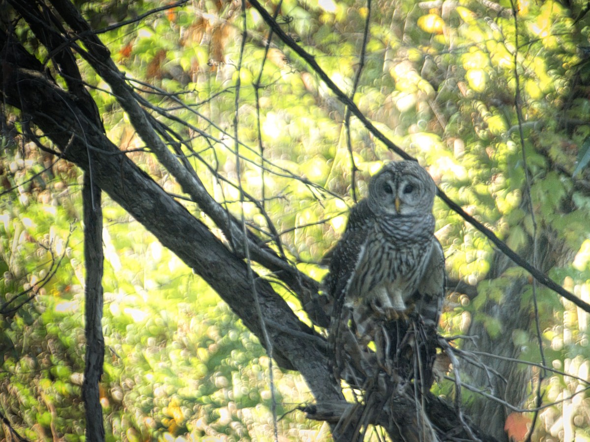 Barred Owl - ML501077321