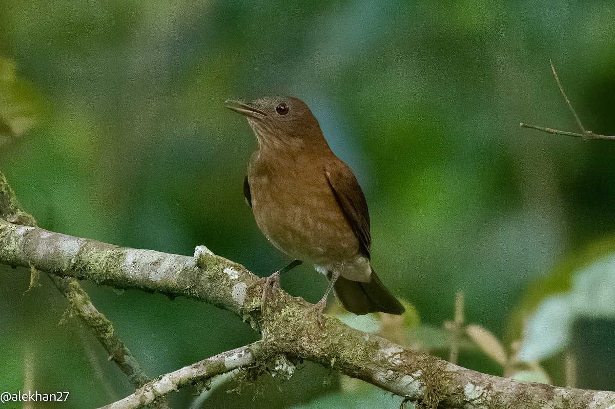 Hauxwell's Thrush - Eleuterio Ramirez