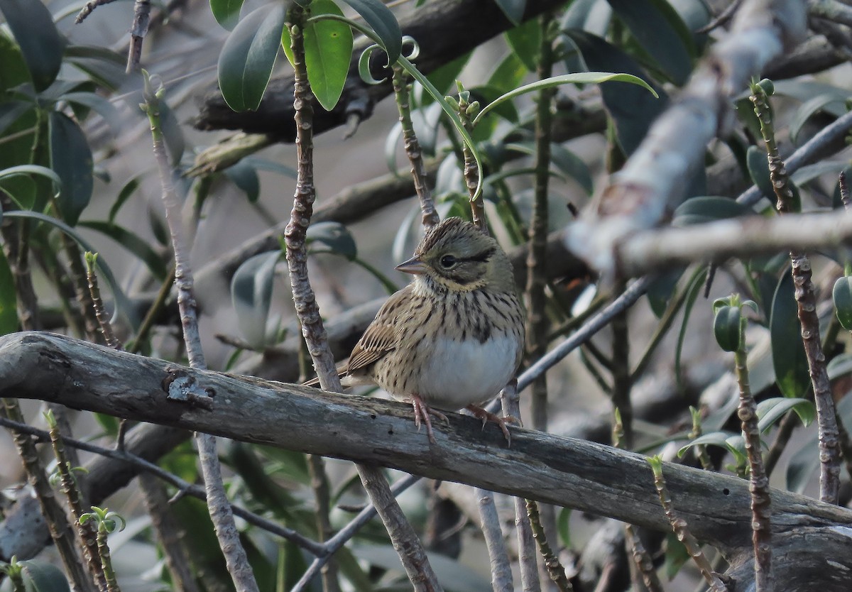 Lincoln's Sparrow - ML501078031