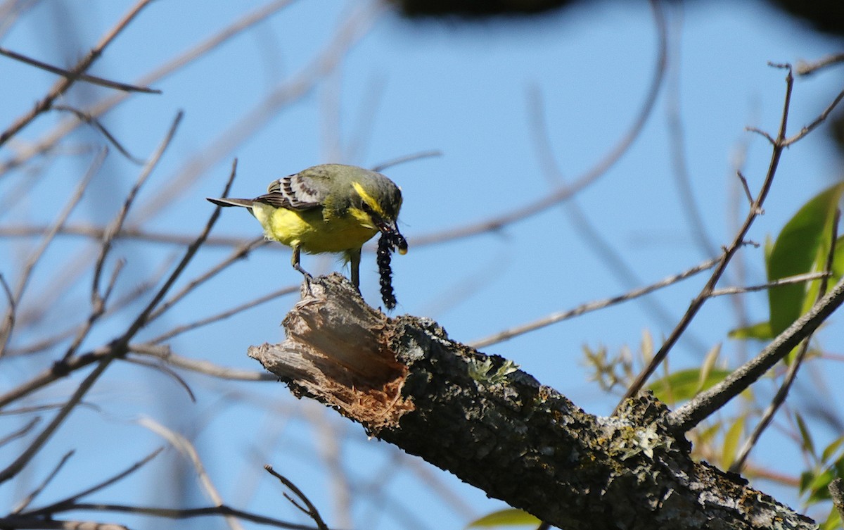 Yellow-browed Tyrant - ML501078971