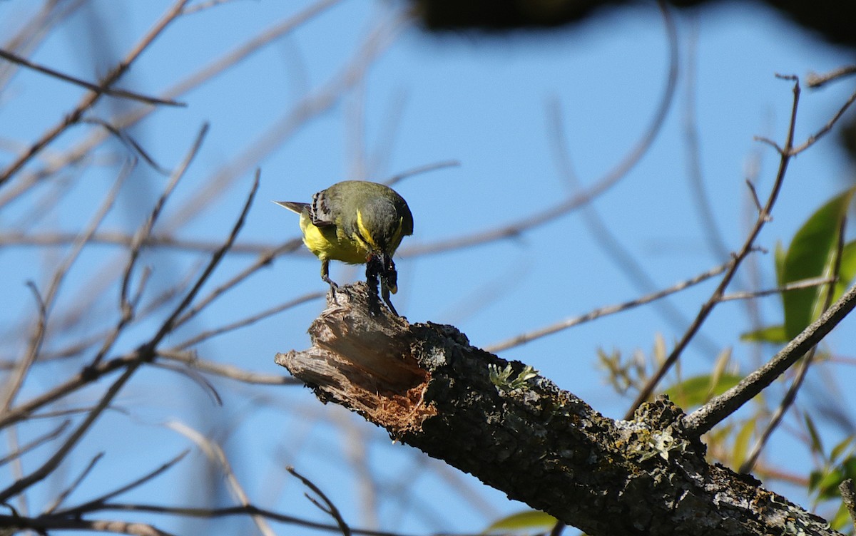 Yellow-browed Tyrant - ML501078981