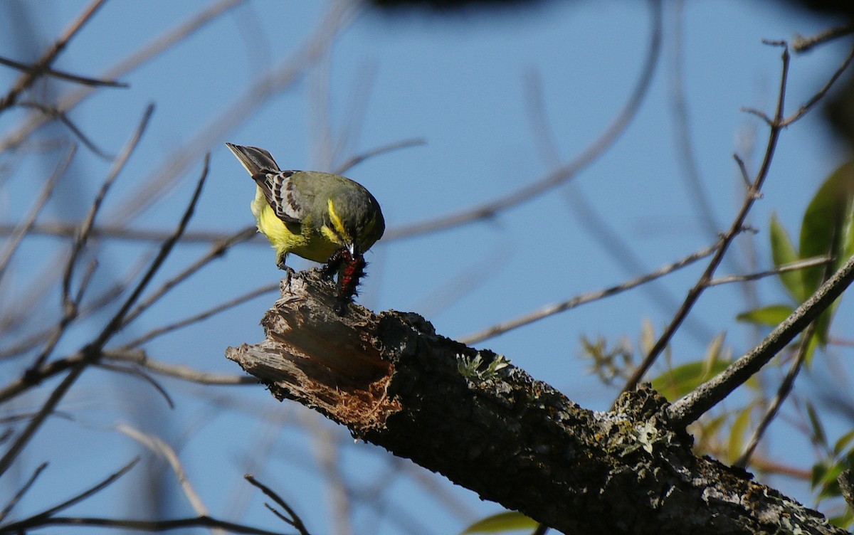 Moucherolle à sourcils jaunes - ML501078991