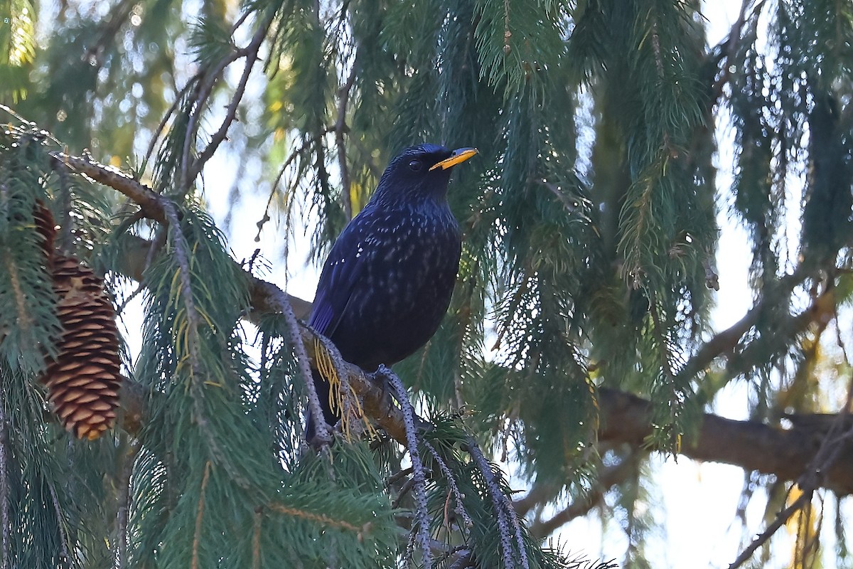 Blue Whistling-Thrush - ML501079161