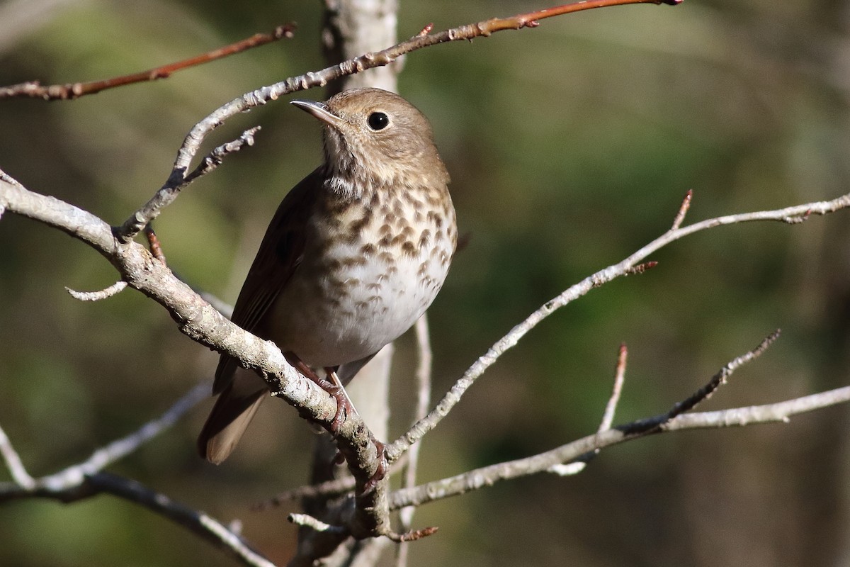 Hermit Thrush - ML501079361