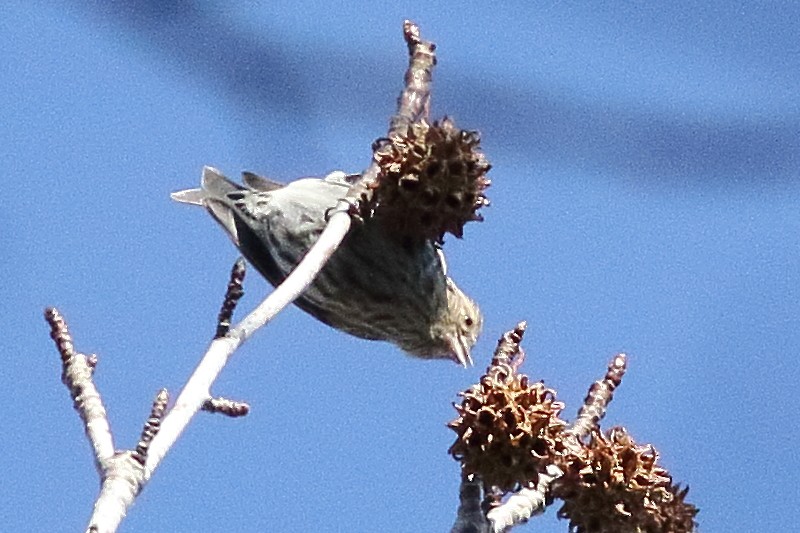 Pine Siskin - ML501079411