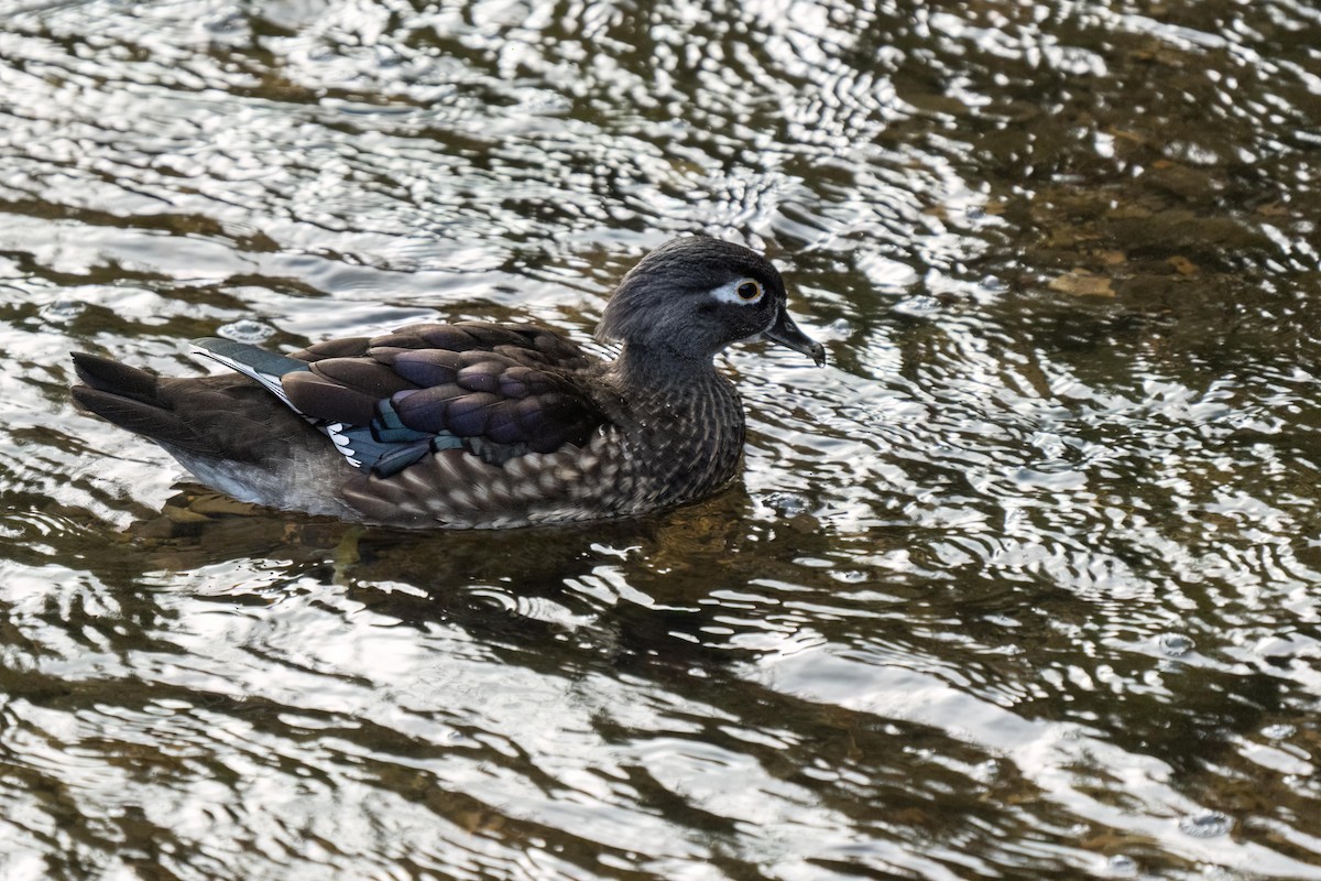 Wood Duck - ML501080211