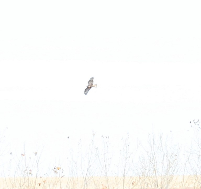 Rough-legged Hawk - ML501080821