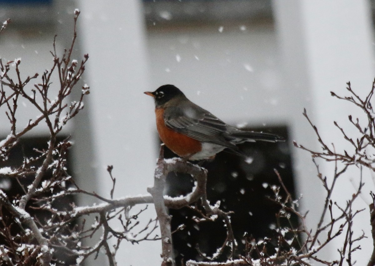 American Robin (migratorius Group) - ML501081581