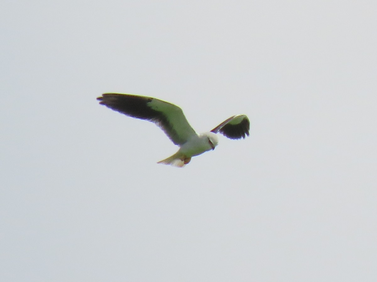 Black-winged Kite - ML501081611