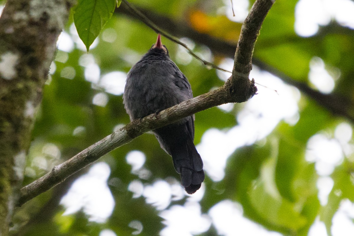 White-fronted Nunbird - ML501081661