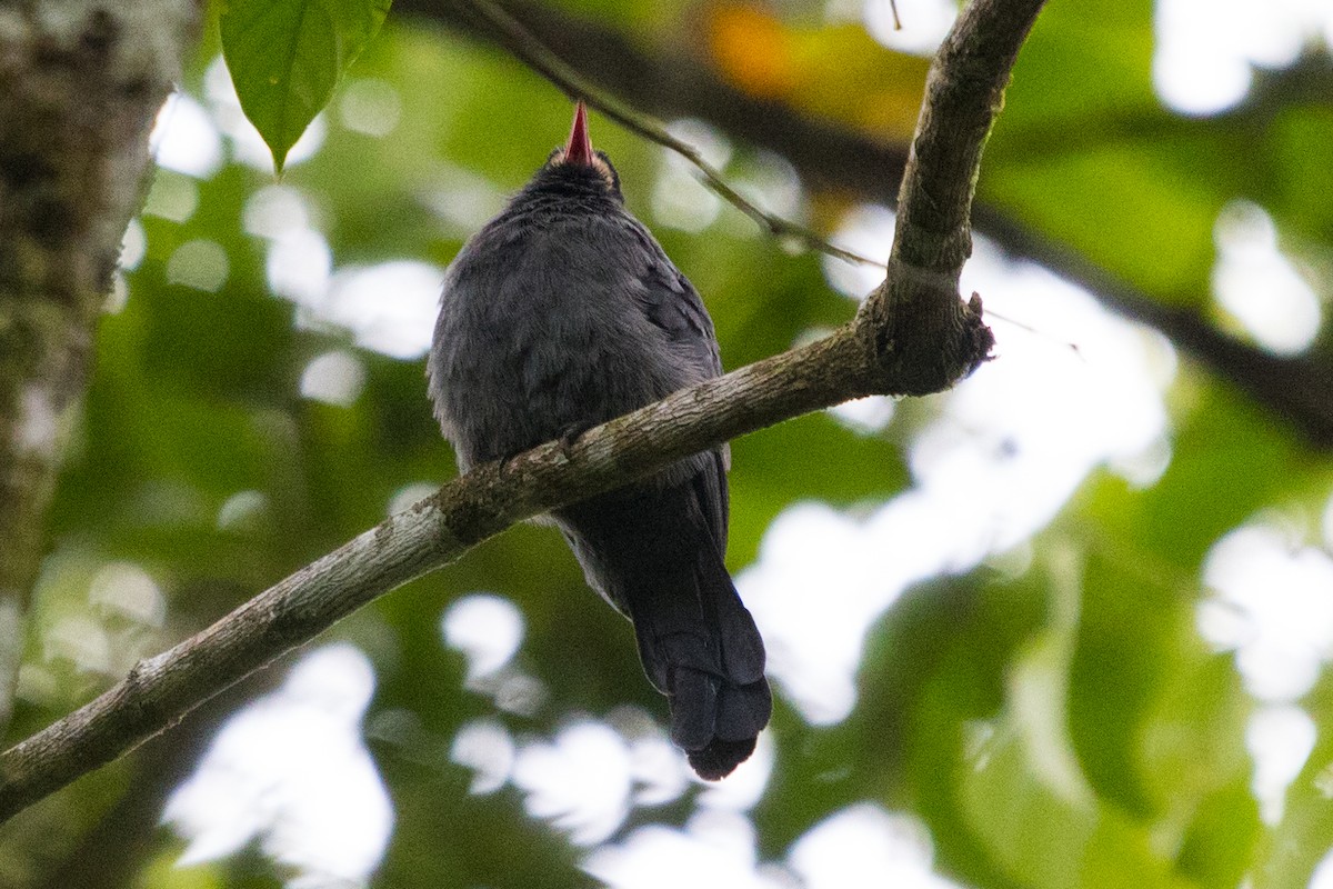 White-fronted Nunbird - ML501081671