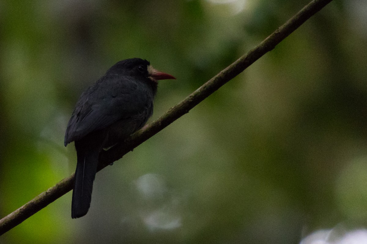 White-fronted Nunbird - ML501081681