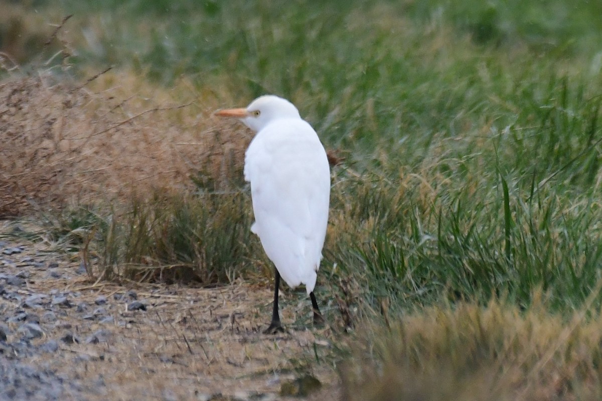 Western Cattle-Egret - Randy McCarthy