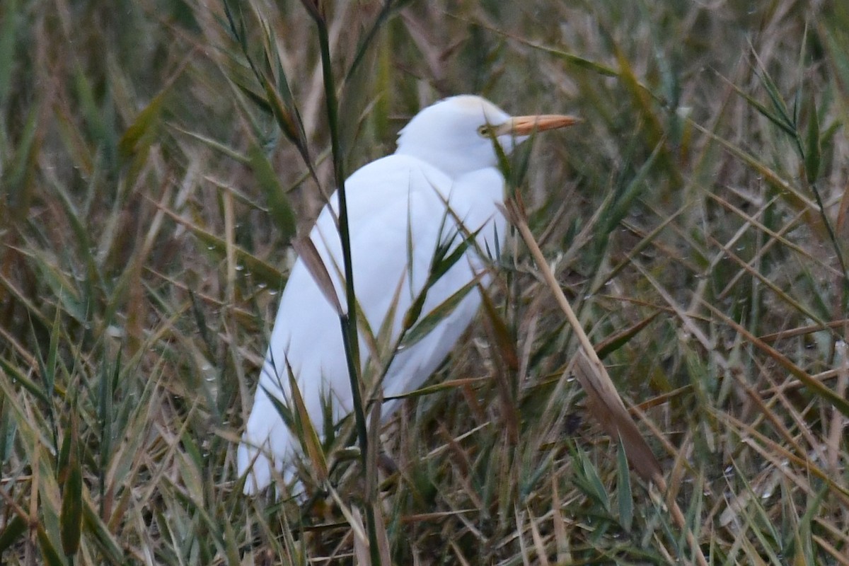 Египетская цапля (ibis) - ML501082951