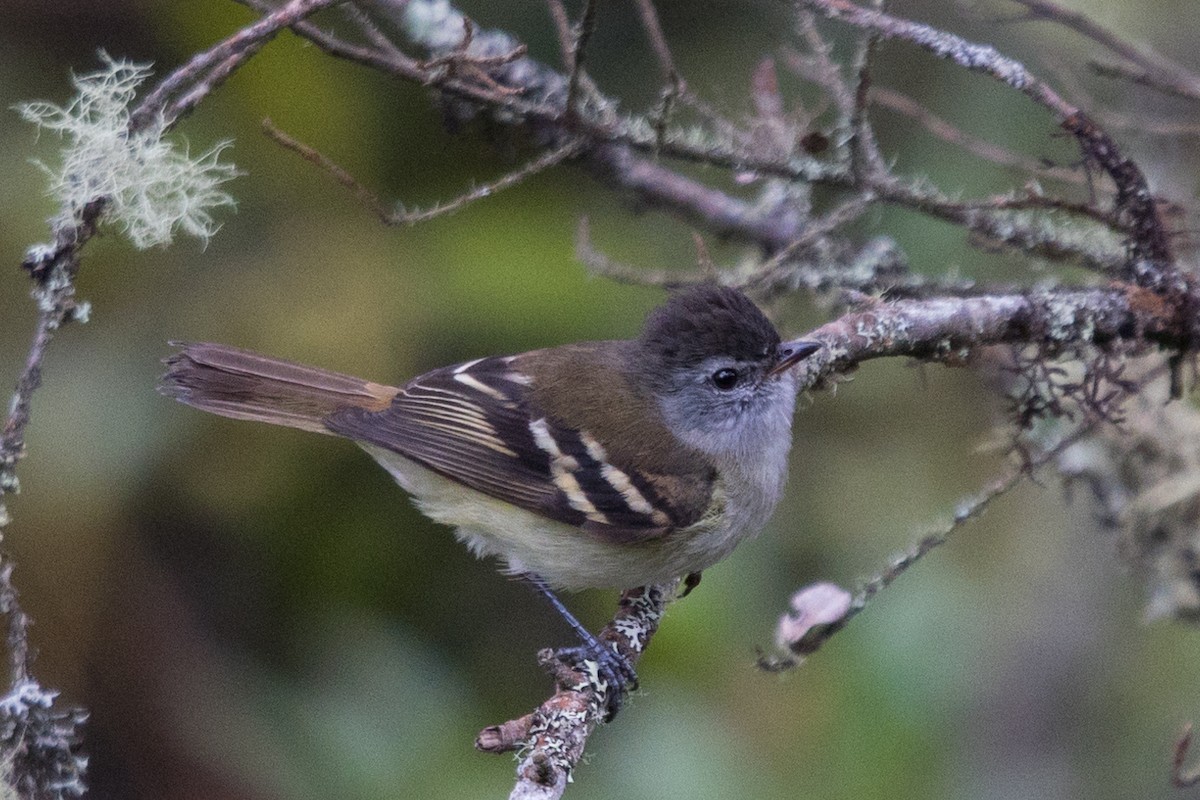 Tawny-rumped Tyrannulet - ML501083371