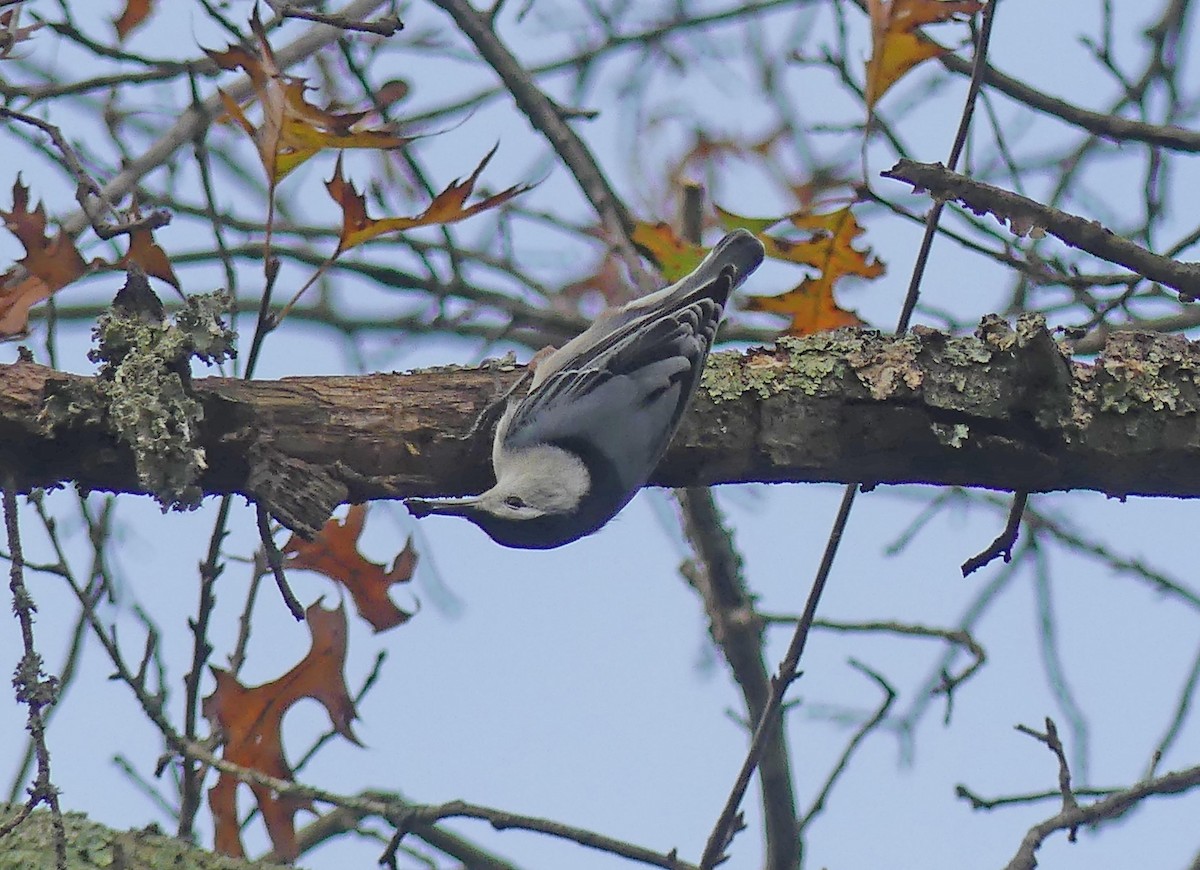 White-breasted Nuthatch - ML501085041