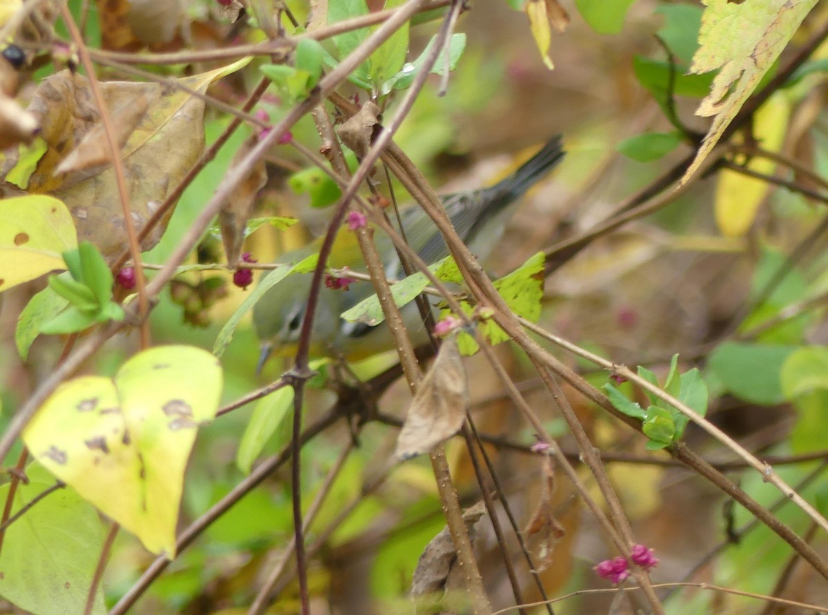 Northern Parula - Jim Goehring