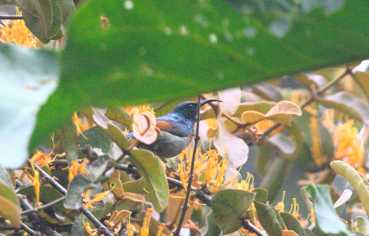 Rufous-winged Sunbird - ML501087211