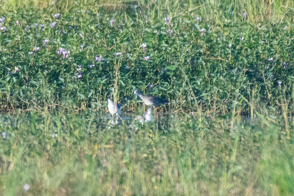 Хар хөгчүү - ML501087241