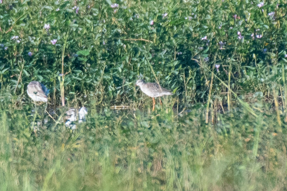 Хар хөгчүү - ML501087251