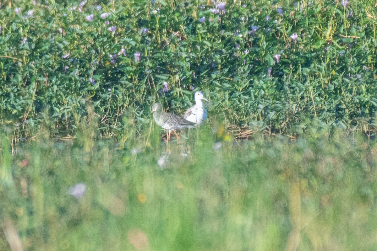 Хар хөгчүү - ML501087271