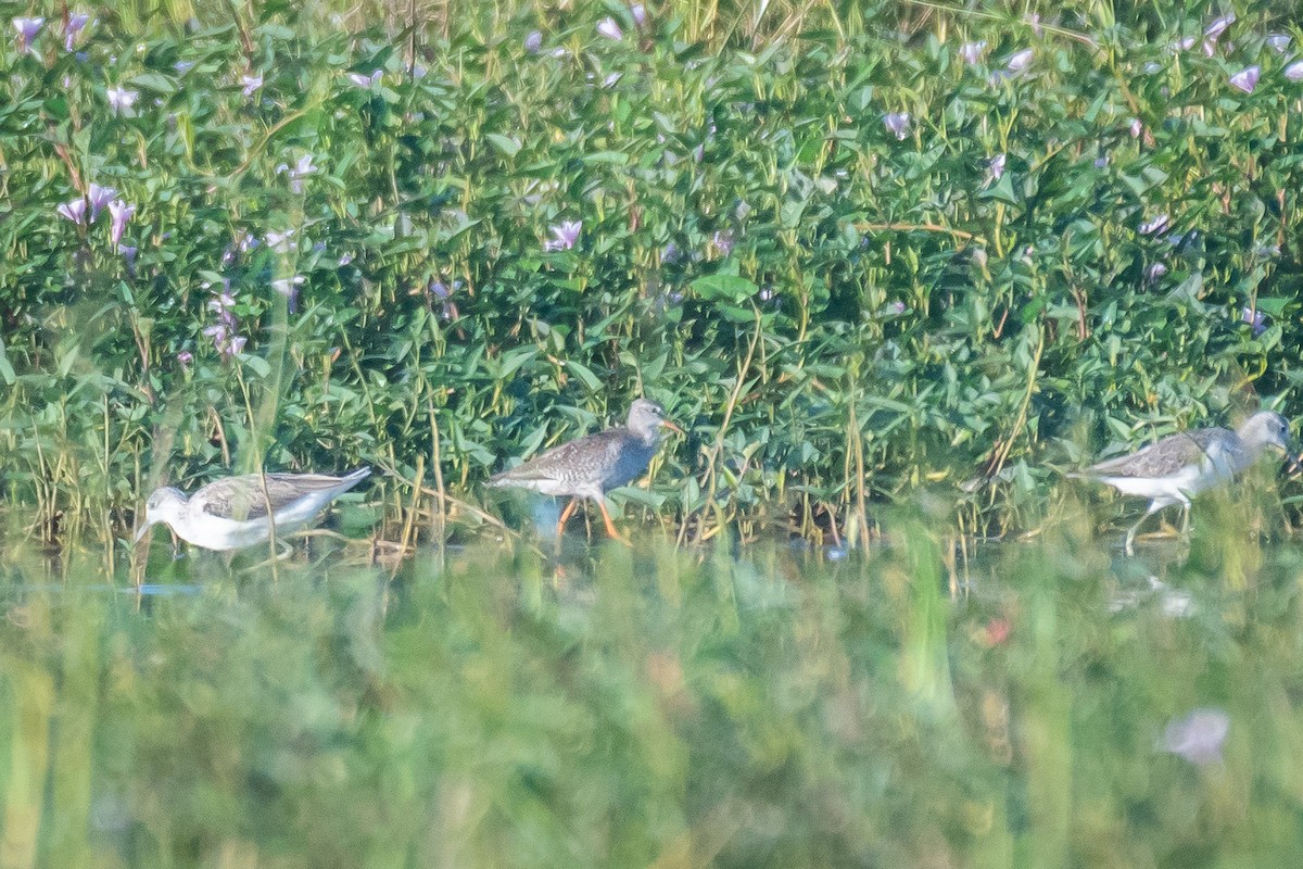 Хар хөгчүү - ML501087281