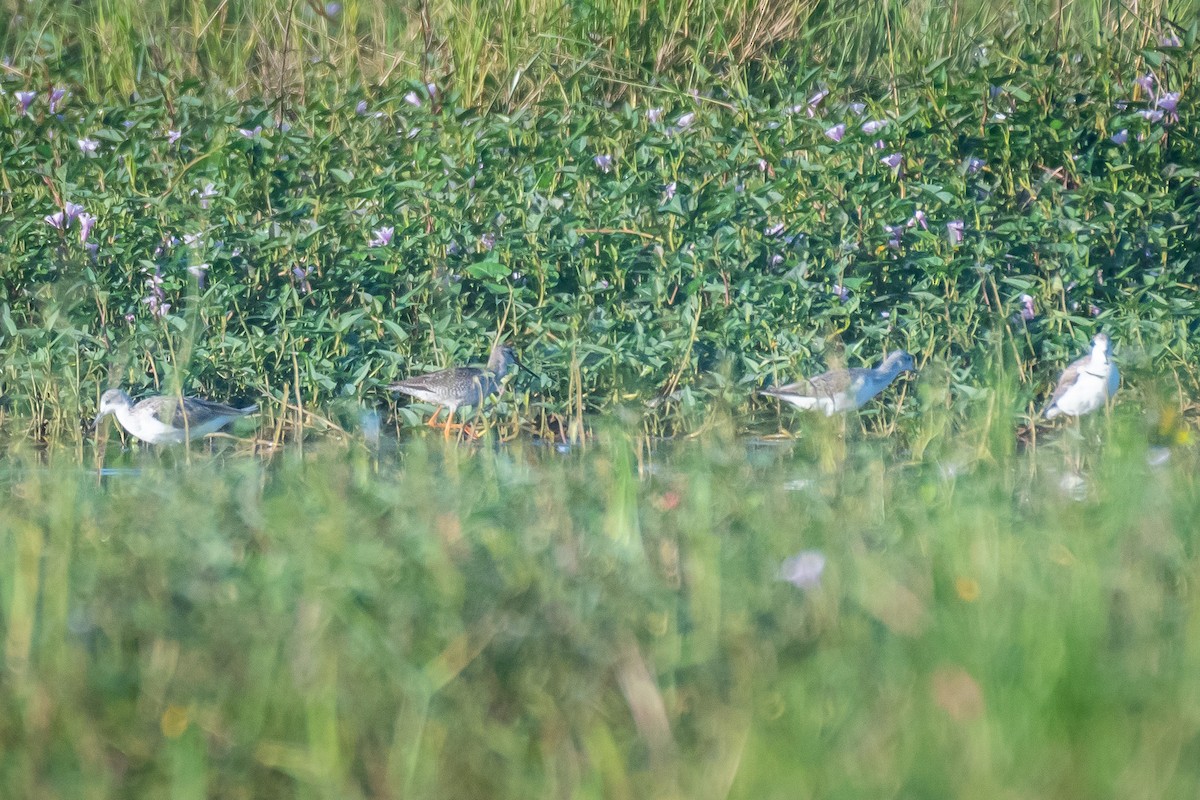 Хар хөгчүү - ML501087291