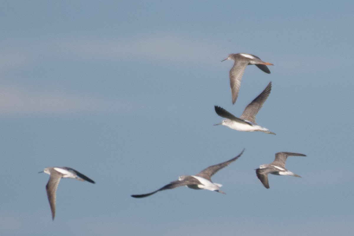 Хар хөгчүү - ML501087301