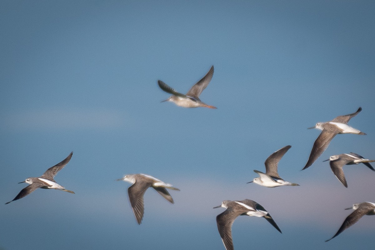 Хар хөгчүү - ML501087311