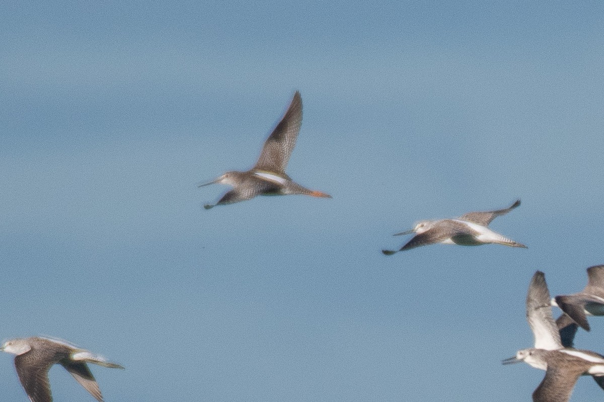 Хар хөгчүү - ML501087321