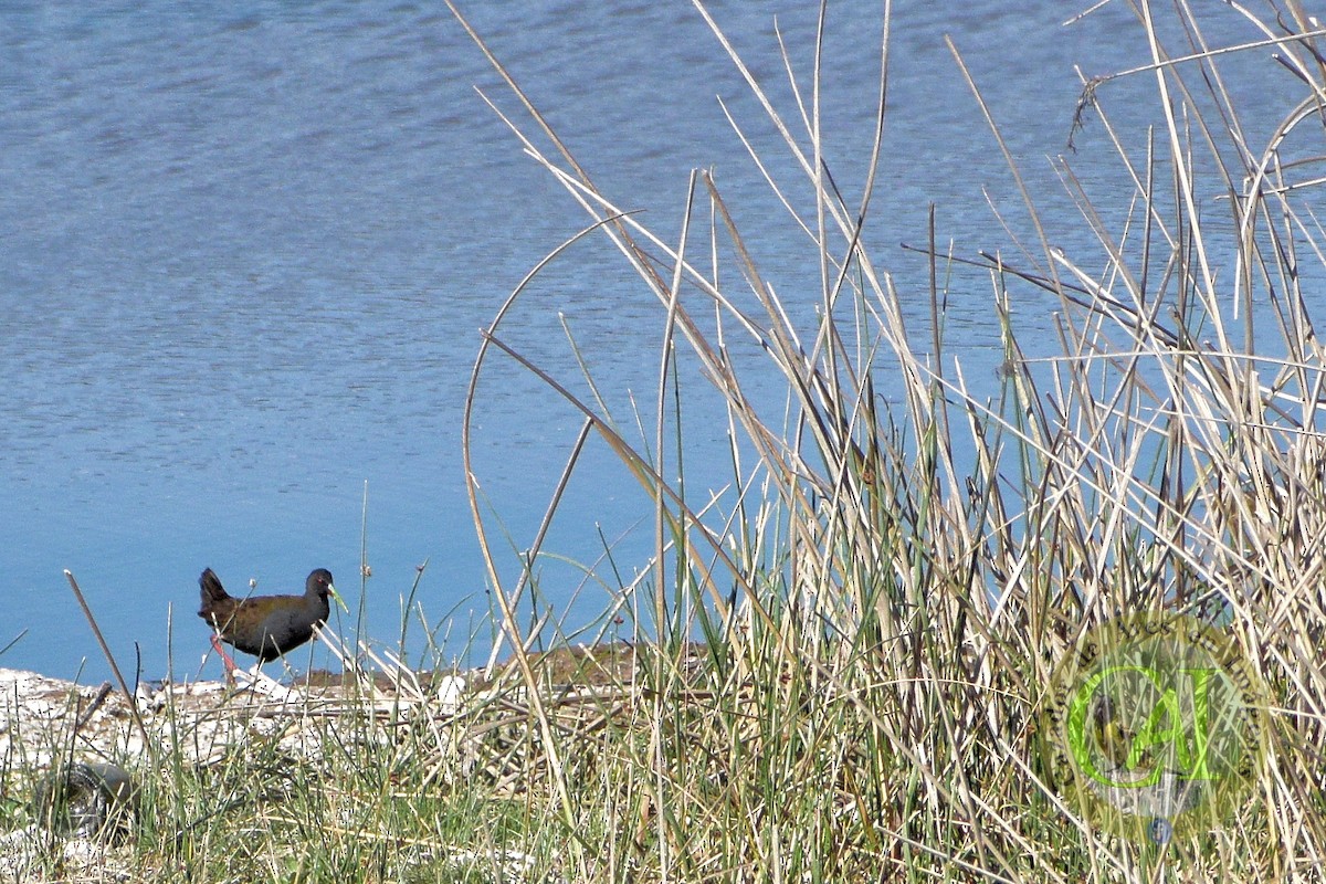 Plumbeous Rail - ML501087761