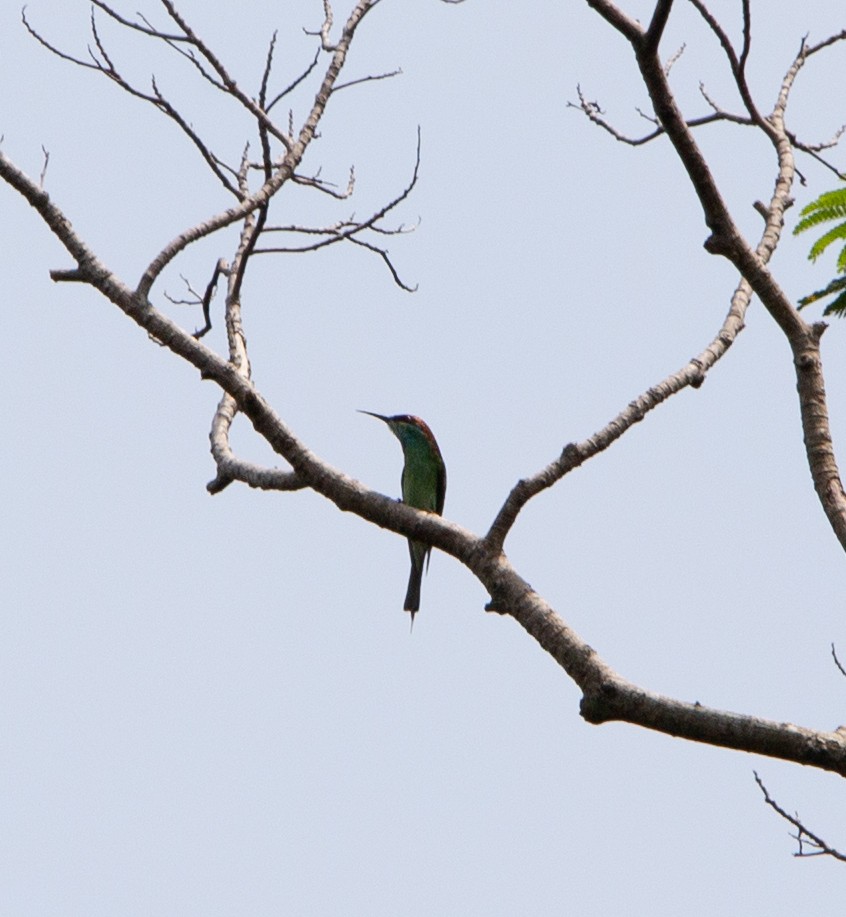 Blue-throated Bee-eater - Matthew Teng