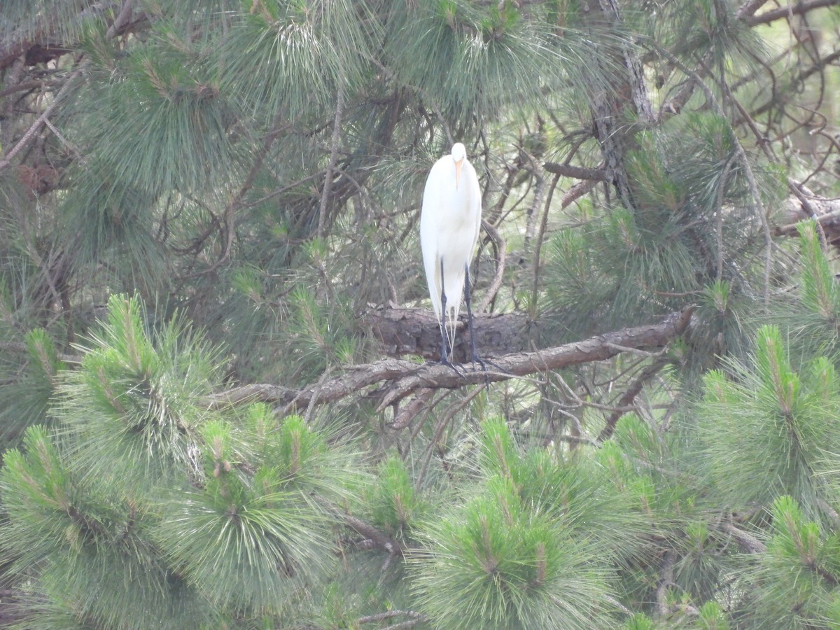 Great Egret - ML501088391