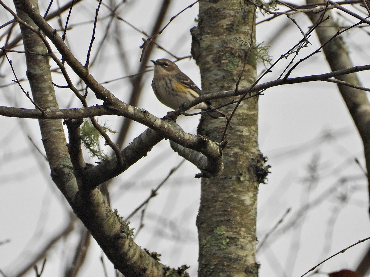 Yellow-rumped Warbler - ML501088671