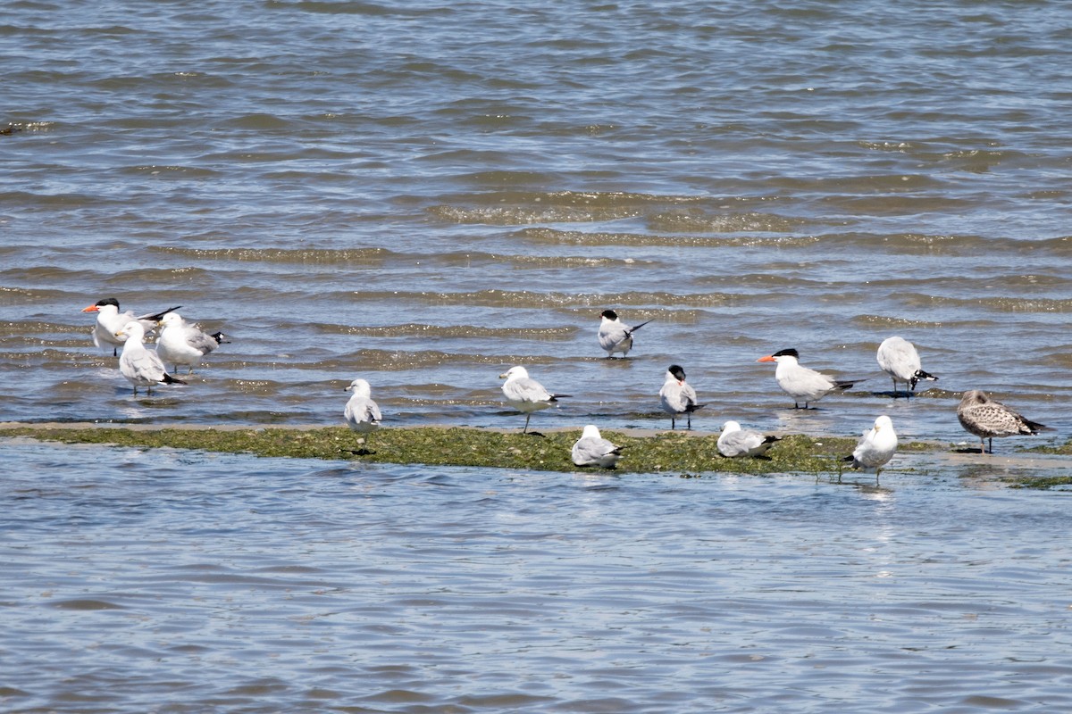Caspian Tern - Kalpesh Krishna