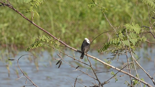 White-headed Marsh Tyrant - ML501089521