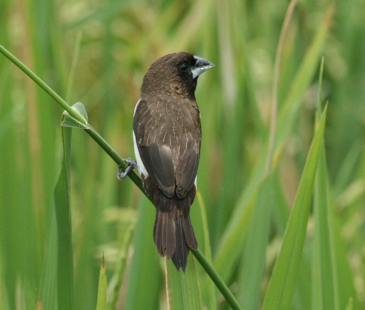 White-bellied Munia - Ashley Banwell