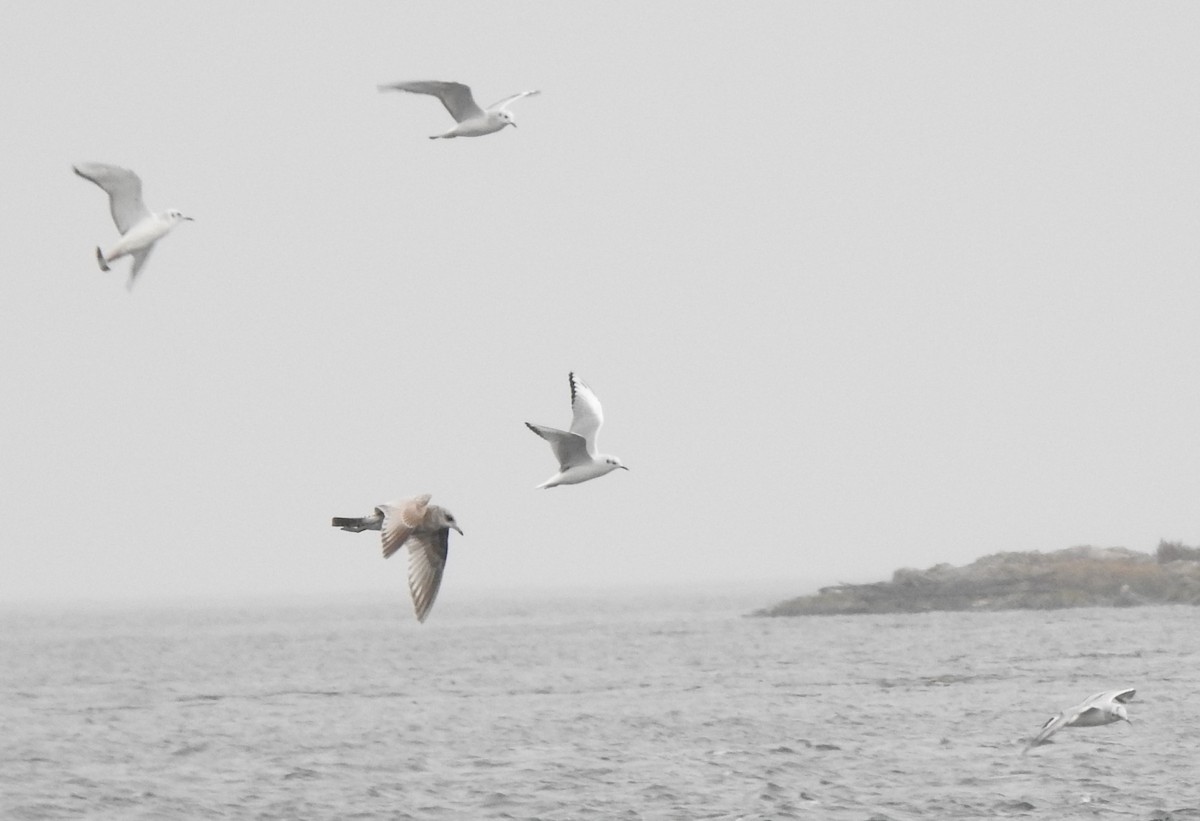 Iceland Gull - ML501090871