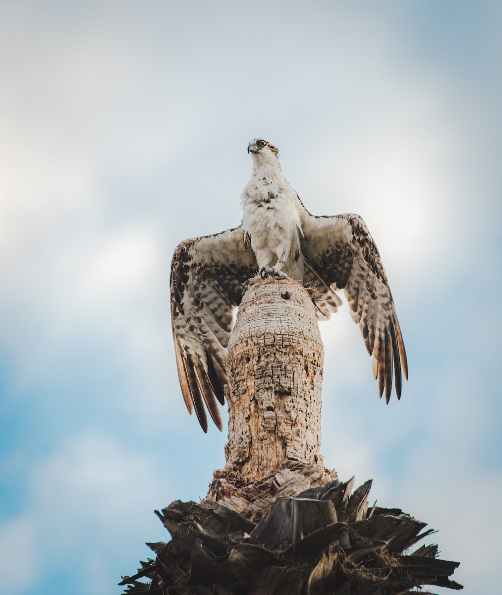 Osprey - Jacob Mathison