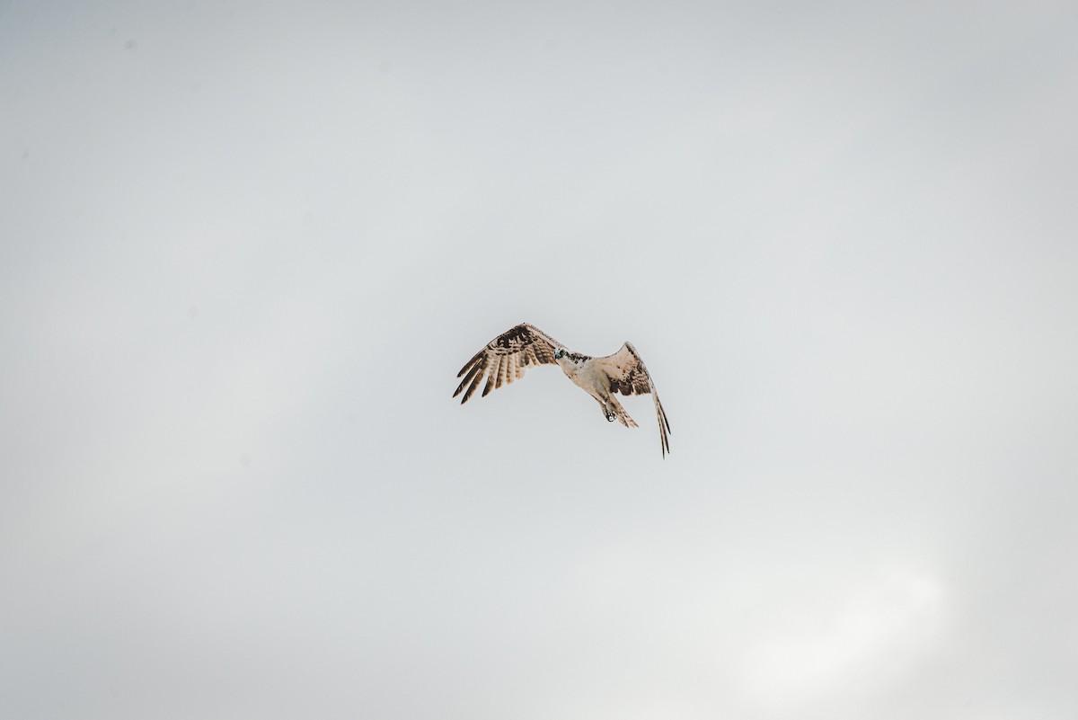 Águila Pescadora - ML501091701