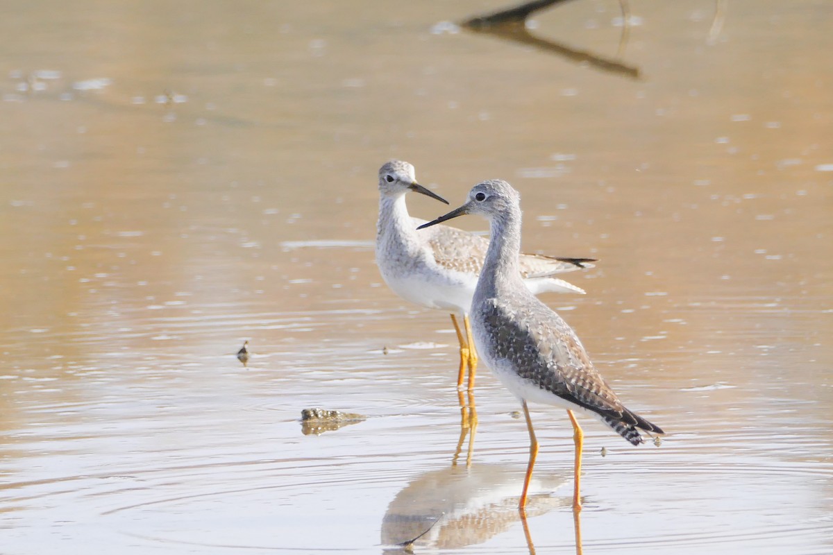 Lesser Yellowlegs - ML501092761