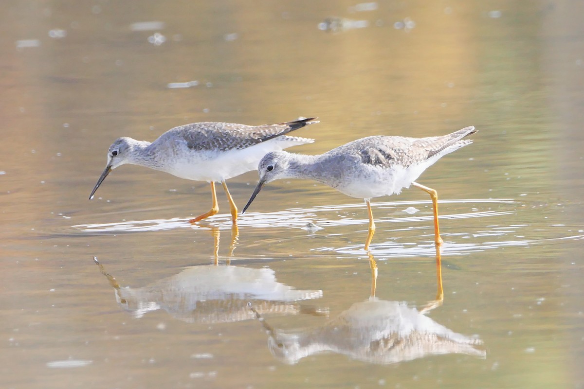 Lesser Yellowlegs - ML501092771