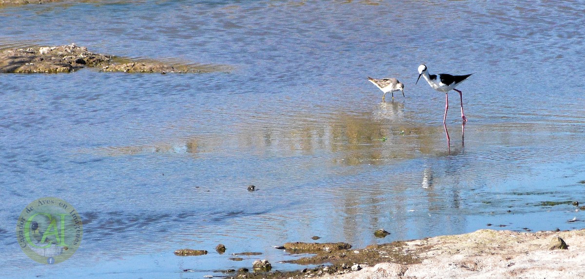 Black-necked Stilt - Pedro Rivero