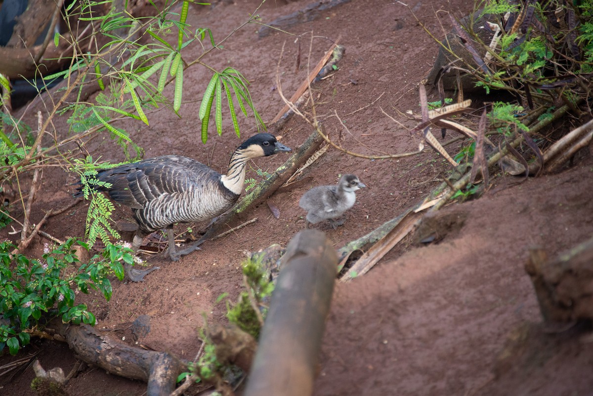 Hawaiian Goose - ML501093591