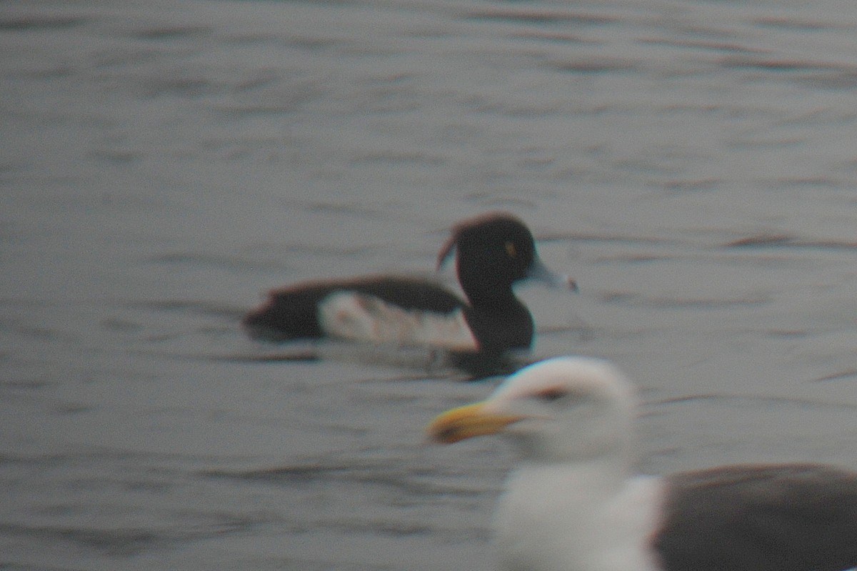 Tufted Duck - Brent Bomkamp