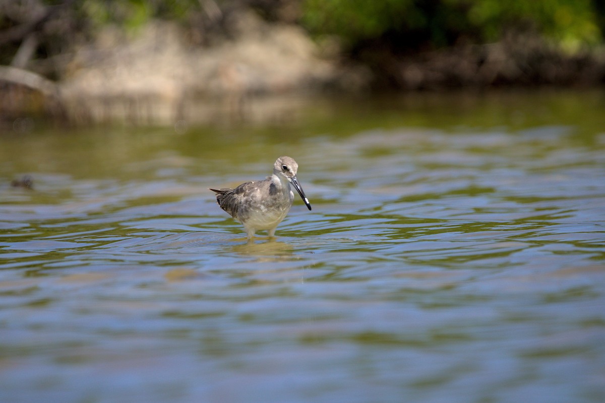 Willet - ML501093921