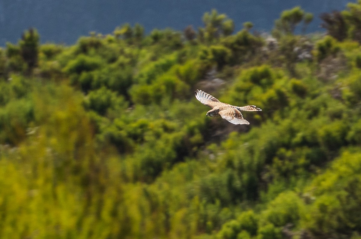 Eurasian Kestrel - ML501094721