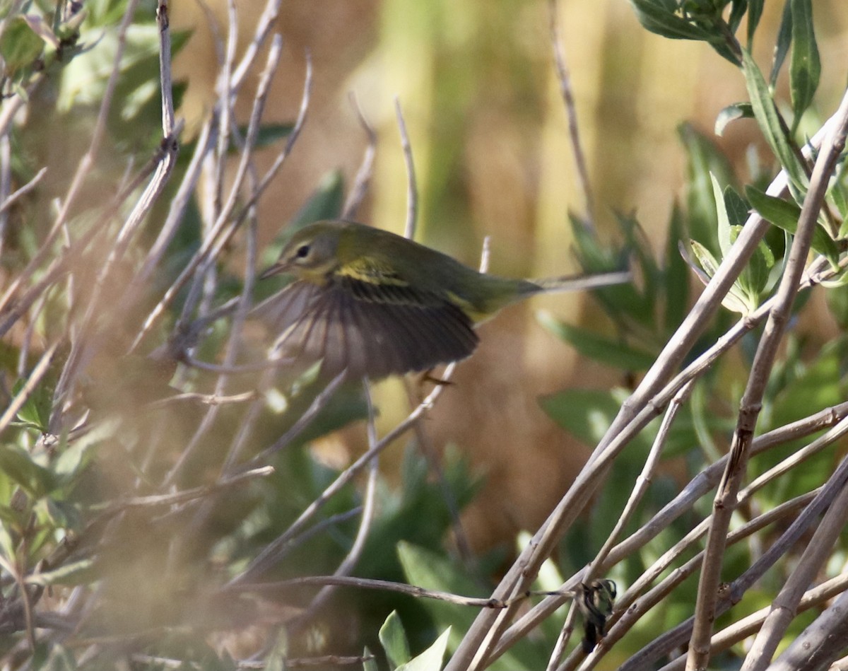 Prairie Warbler - Kim  Garrison