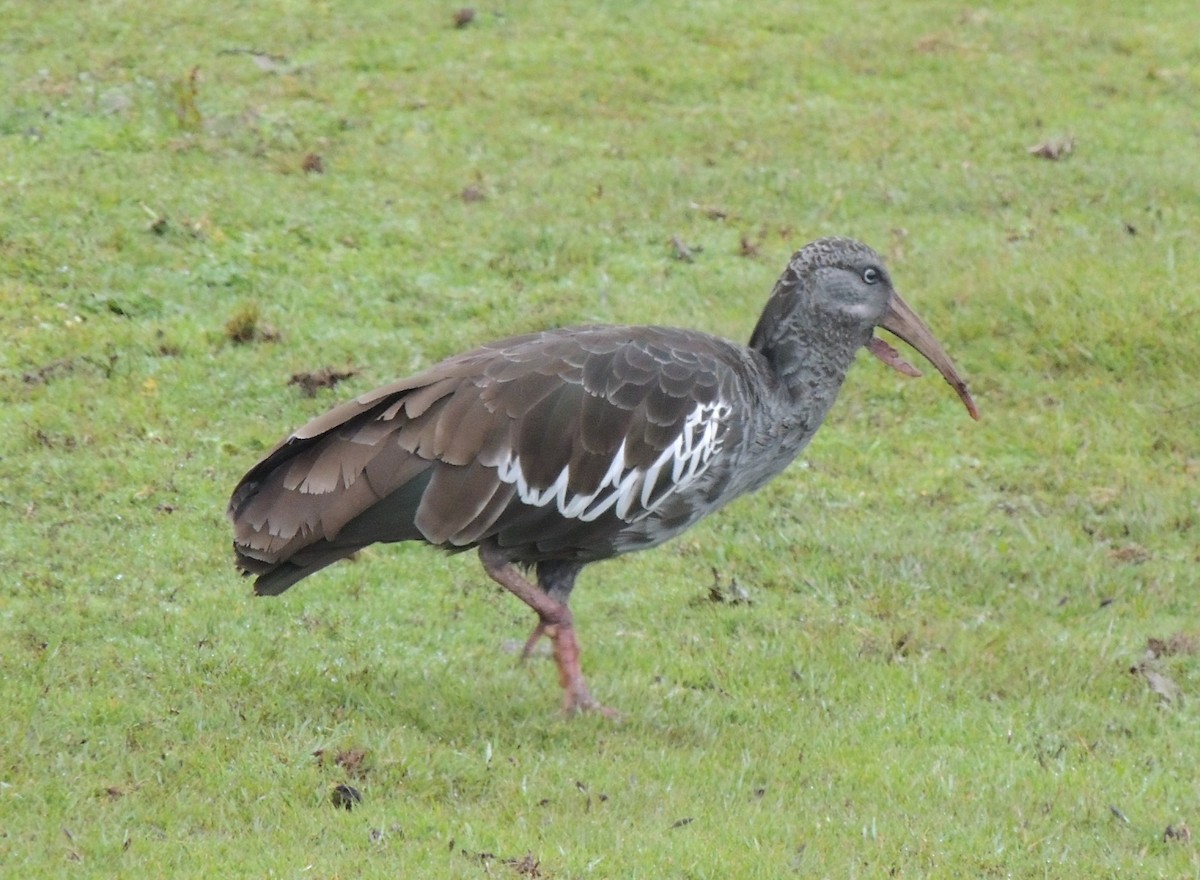 ibis etiopský - ML501095431
